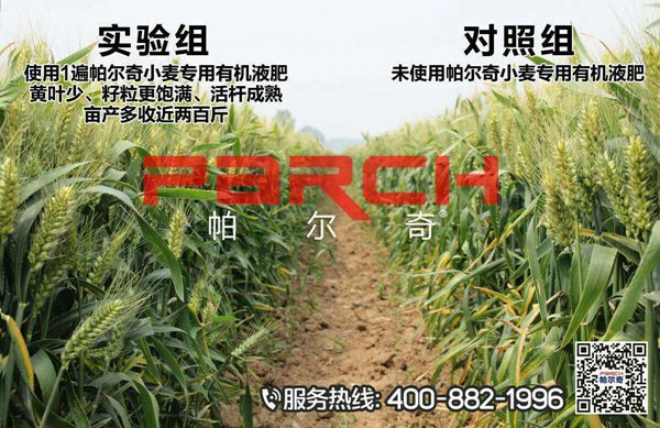 帕尔奇小麦叶面肥的效果图2.jpg