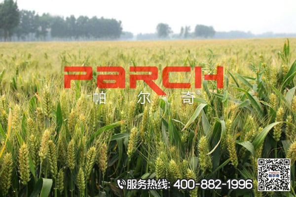 帕尔奇小麦叶面肥的效果图4.jpg