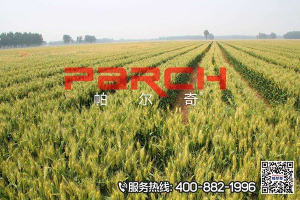 帕尔奇小麦叶面肥的效果图3.jpg