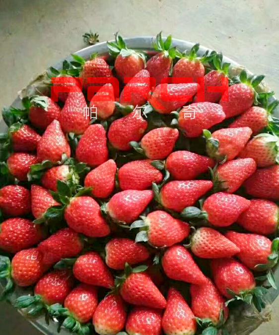 草莓3.png